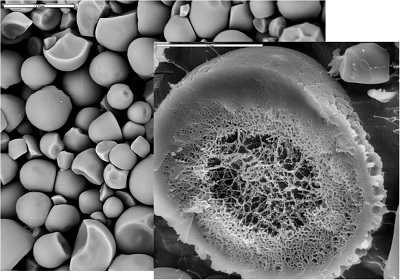 Almidón de tapioca parcialmente gelatinizado por alta presión hidrostática (HHP): un gránulo parcialmente gelatinizado sobre gránulos nativos, por microscopia electrónica de barrido a baja temperatura (crio-SEM).
