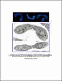 The tetraspan protein.pdf.jpg