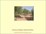 Precise_Irrigation_Olive_Orchards_presentacion_2016.pdf.jpg