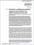 Prefrontal subthalamic pathway.pdf.jpg