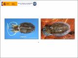 Duque_et-al-2010-WKMSCEPH-Livorno-SMS for Cuttlefish.pdf.jpg