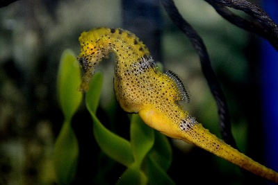 Seahorse breeder (Hippocampus guttulatus)