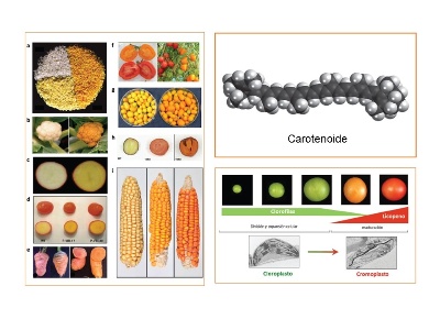 Carotenoids in agrofood and health. Book edited and produced by IBERCAROT CYTED NETWORK
