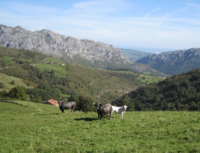 Cattle grazing in the Nansa valley (Cantabria)