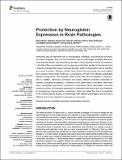 Protection by Neuroglobin Expression in Brain Pathologies.pdf.jpg