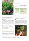 Trifolium_alpinum.pdf.jpg