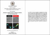 Activación de IL23A y represión de IL12A por metabolitos en la respuesta inmune Th17.pdf.jpg